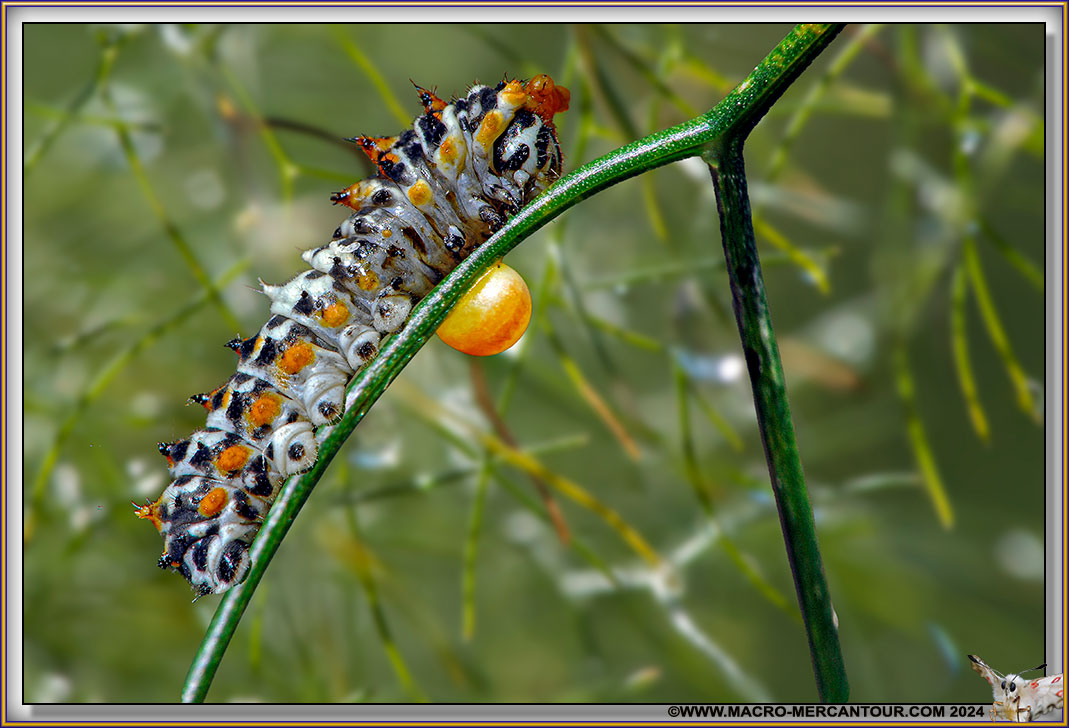 Chenille du Machaon